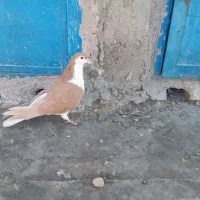 ساده زرد ماده|پرنده|اسفراین, |دیوار