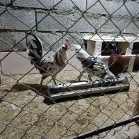 خروس گلین|حیوانات مزرعه|ابریشم, |دیوار