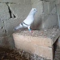 جفت شامی گلالی و جوجه و دوتا شهری یقه کیپ و طوقی