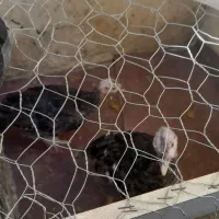 بوقلمون نر و ماده