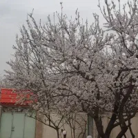 باغچه ۴۰۰ متری اسفند آباد