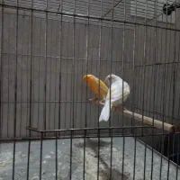 ۲جفت قناری و فنچ بنگالی|پرنده|خمینی‌شهر, |دیوار