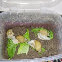 حلزون آلبینو سایز