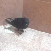 کبوتر کلاغ دم سفید