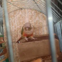 گمشده طوطی گرینچیک