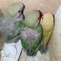 طوطی برزیلی صورت هلویی سرلاکی|پرنده|ارومیه, |دیوار