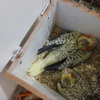 جوجه عروس|پرنده|بومهن, |دیوار