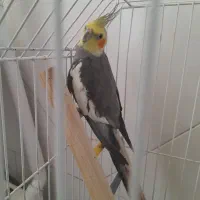 عروس هلندی نر بالغ با قفس