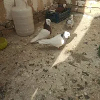 یک جفت طوقی|پرنده|قرچک, صالح آباد|دیوار