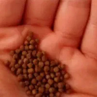 غذا ماهی کوی و...شرکتی ودارو معاوضه با ما هی کوی