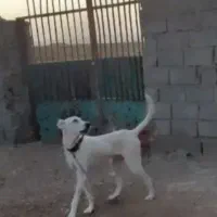 کوچوک 7ماه بسیارزیبا|سگ|تربتحیدریه, پائین ولایت|دیوار