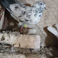 کبوتر پرشی