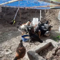 مرغ ،خروس،فریح،بهچه،|حیوانات مزرعه|نوشین شهر, |دیوار