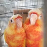 گیرینچیک ردچیک سرخ|پرنده|رودسر, |دیوار