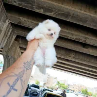 پامرانین عروسکی|سگ|تبریز, |دیوار