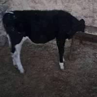 گوساله ماده سیمینتال|حیوانات مزرعه|فرمهین, |دیوار