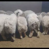 بره پرواری|حیوانات مزرعه|ایوان, |دیوار