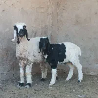گوسفند زاییده