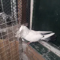 دم سیاه|پرنده|اهواز, پردیس|دیوار