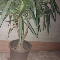 گل یوکا|گل و گیاه طبیعی|لاهیجان, رجایی|دیوار