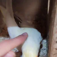 عروس هلندی جفت و دستی و رام شده