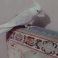 عروس هلندی|پرنده|مشهد, احمدآباد|دیوار