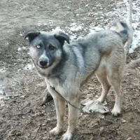 گمشده همراه با مژدگانی