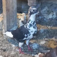 کفتر جوجه پلاکی تازه دون خور|پرنده|اهواز, منازل کارون|دیوار