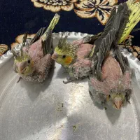 جوجه عروس هلندی  آماده دستی شدن