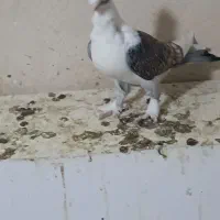 طاووسی|پرنده|مسجد سلیمان, |دیوار