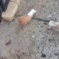 کبوتر‌‌