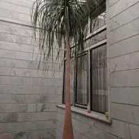 گل لیندا فروشی|گل و گیاه طبیعی|وحیدیه, |دیوار