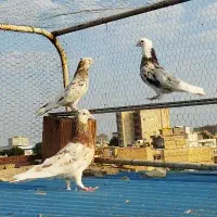 کبوتر سرور
