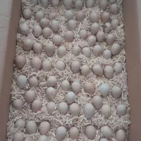 تخم نطفه دار بلدرچین کوهی