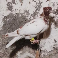 کفتر کله سرخ