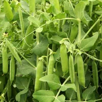 فروش نخود فرنگی درجه یک