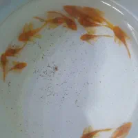 بار جدید ماهی کت فیش رسید