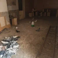 شادگان|پرنده|شادگان, |دیوار