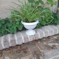 گل گندمی
