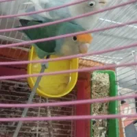 1جفت طوطی برزیلی