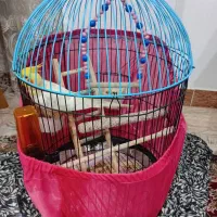 فروش عروس هلندی|پرنده|لنگرود, |دیوار