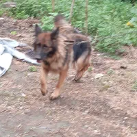 ژرمن شیپر ماده.االان چاق تره عکس برای ۳ماه قبله|سگ|آستانه اشرفیه, |دیوار