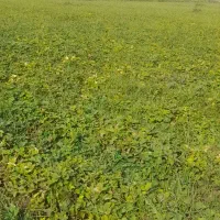 نهال توت فرنگی سابرینا|گل و گیاه طبیعی|خان ببین, |دیوار