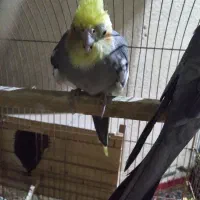 عروس هلندی