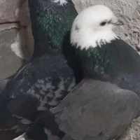 کبوتر گوم شده|حیوانات|ملکان, |دیوار