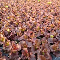 نشاگل کلم|گل و گیاه طبیعی|ساوه, |دیوار