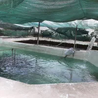 کارگر متاهل برای کار در پرورش ماهی