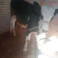 گوساله نر سیمتال