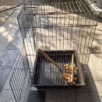 قفس پرنده طوطی عروس هلندی و...