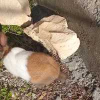 دوتا خرگوش بزرگ